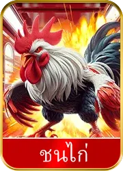 ชนไก่